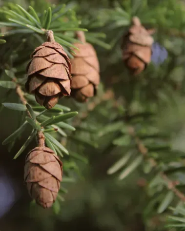 Cedar cones on a branch