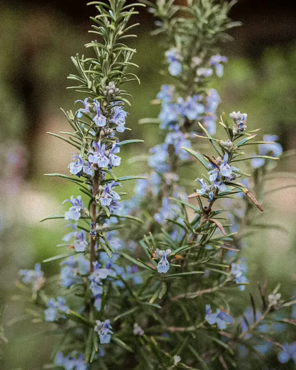 Flowering rosemary