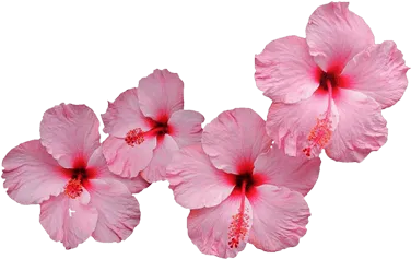 Hibiscus flowers
