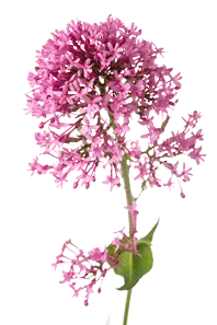 Melatonin plant